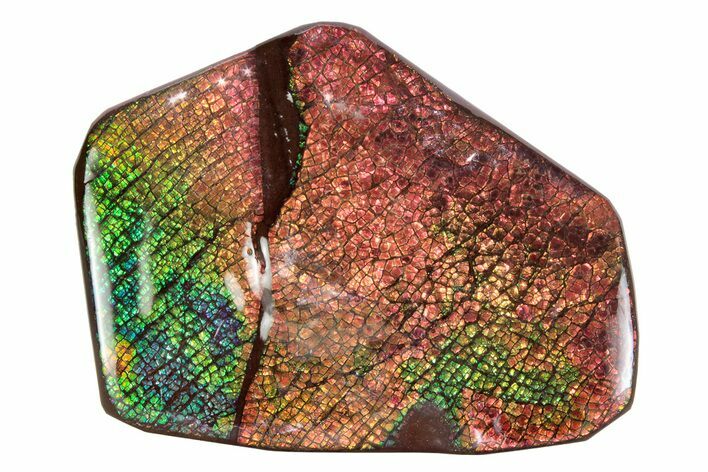 Flashy Ammolite (Fossil Ammonite Shell) - Greens & Oranges #378500